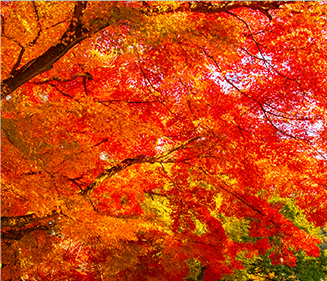 紅葉ドライブ